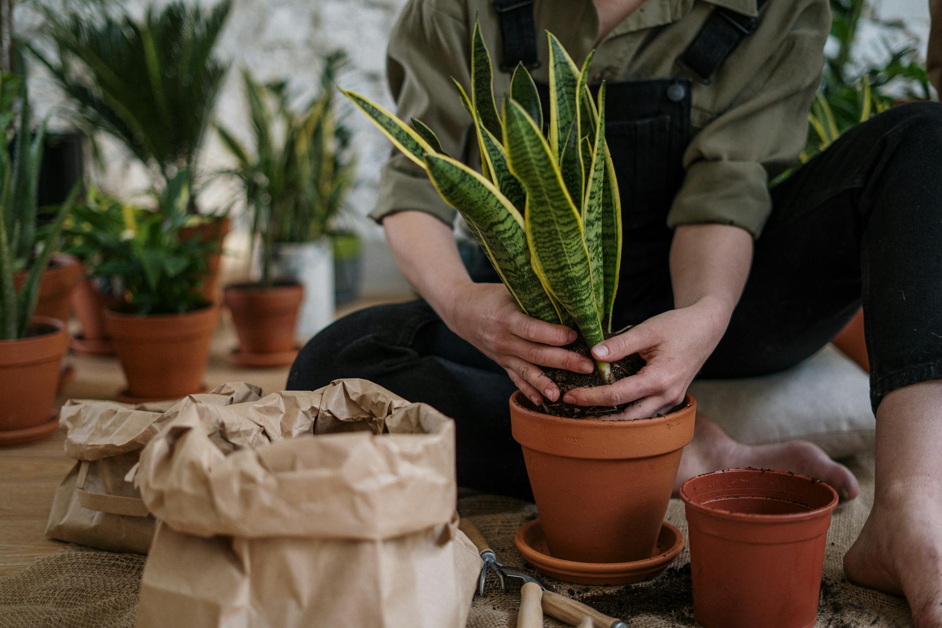Spider Plant Care: The Complete Guide to Growing Chlorophytum Spider Plant Care: The Complete Guide to Growing Chlorophytum_image