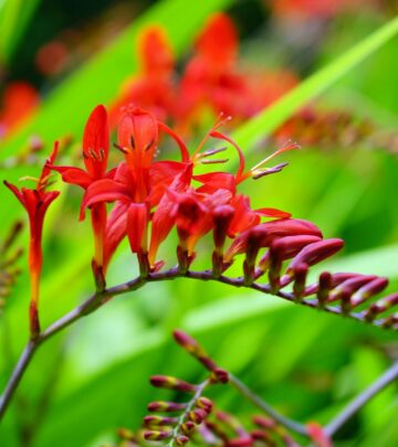 Crocosmia: Planting, Growing & Care Guide for Stunning Summer Blooms