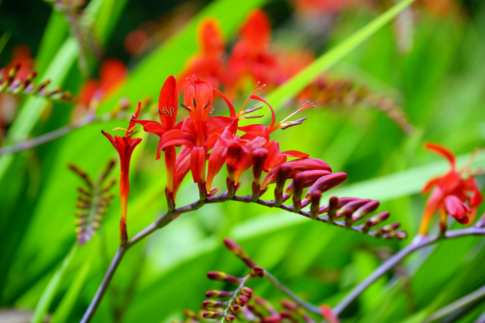 Crocosmia: Planting, Growing & Care Guide for Stunning Summer Blooms Crocosmia: Planting, Growing & Care Guide for Stunning Summer Blooms_image