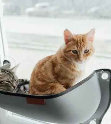 Discover unique feline markings, intriguing origins, and charming traits of striped companions.