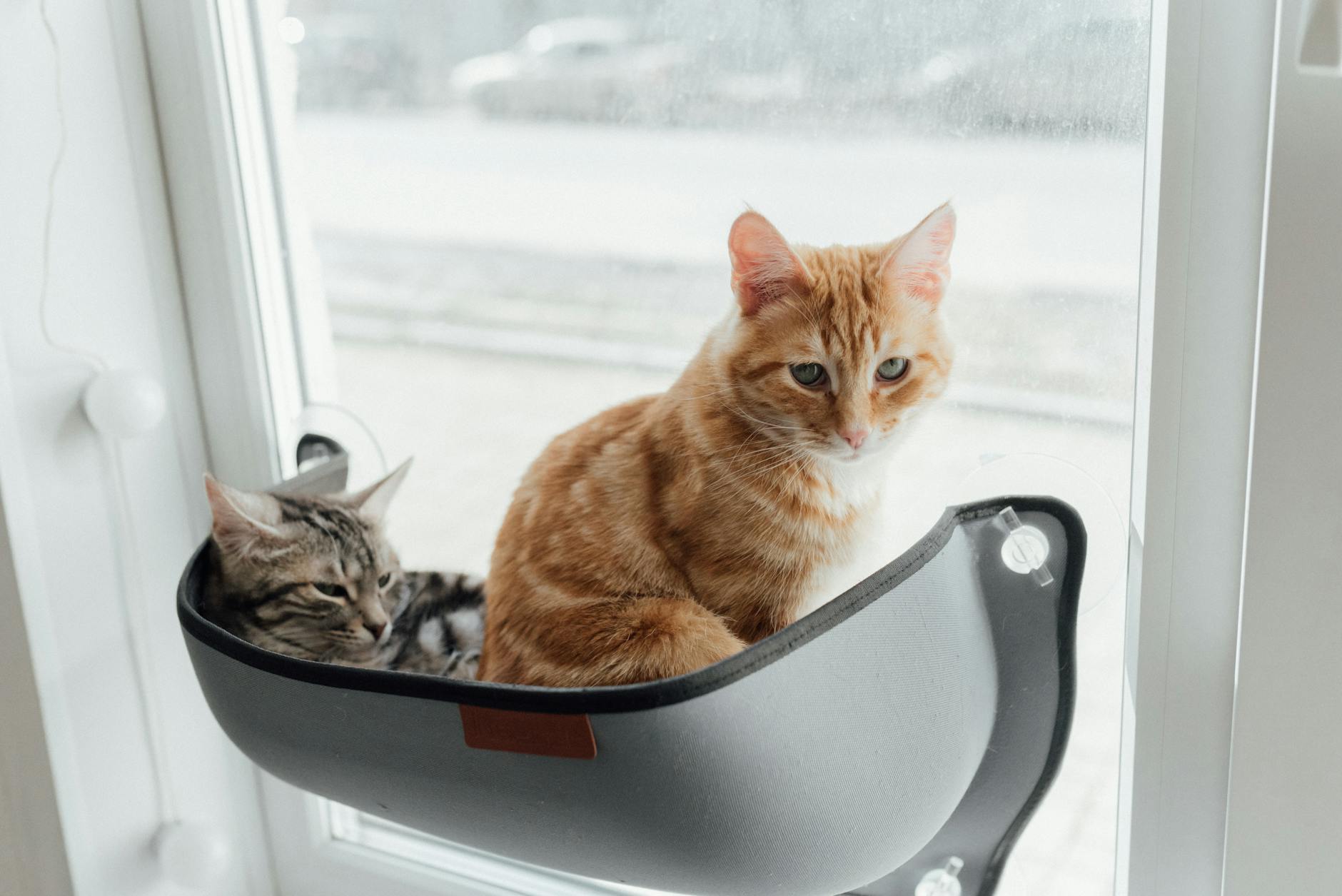 All About Tabby Cats: Patterns, History, and Personality All About Tabby Cats: Patterns, History, and Personality_image