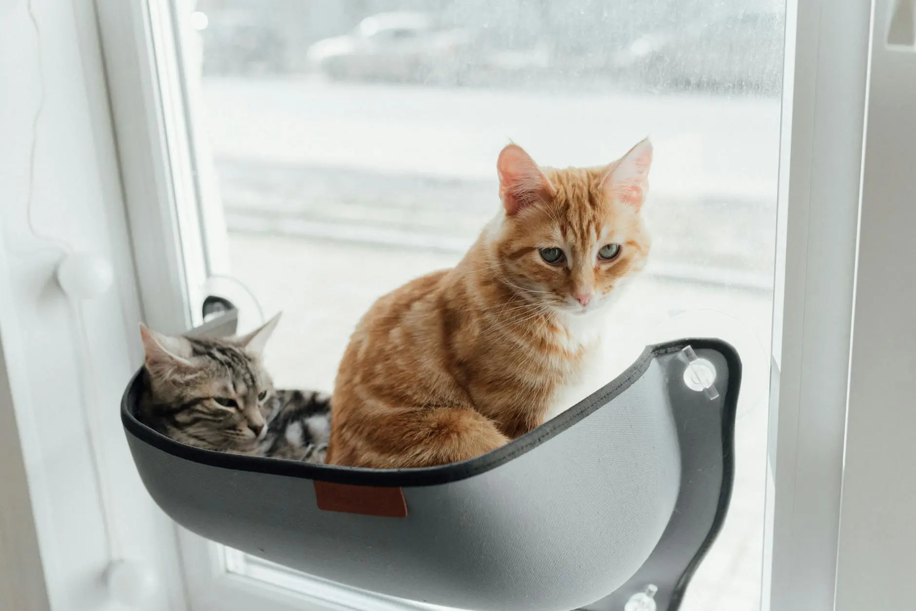 Discover unique feline markings, intriguing origins, and charming traits of striped companions.