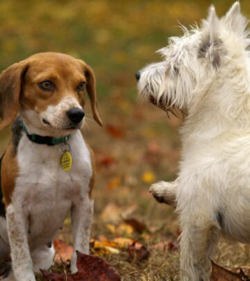 35 Adorable Dog Breeds That Will Capture Your Heart