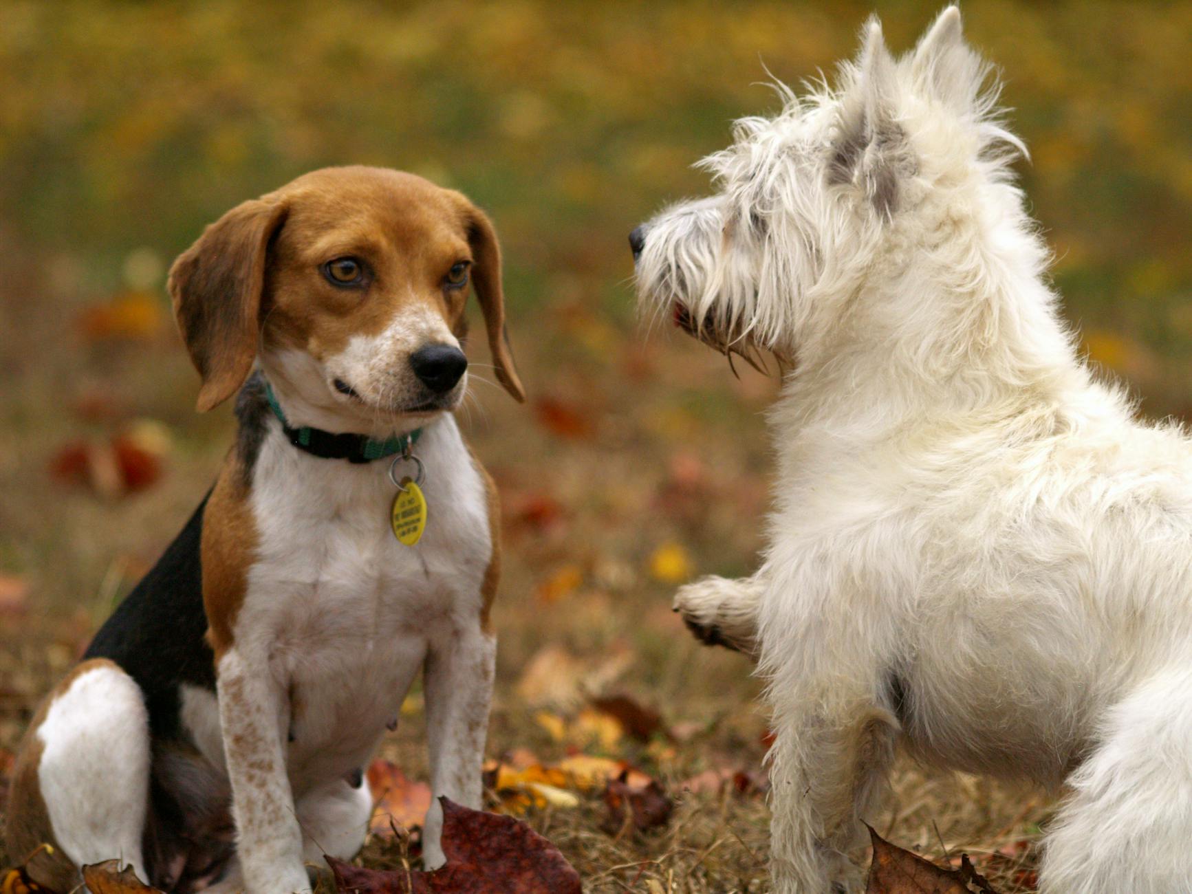 35 Adorable Dog Breeds That Will Capture Your Heart Discover charming furry companions guaranteed to bring joy and warmth to your life!