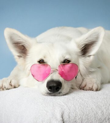 20 Stunning White Dog Breeds That Will Brighten Your Life