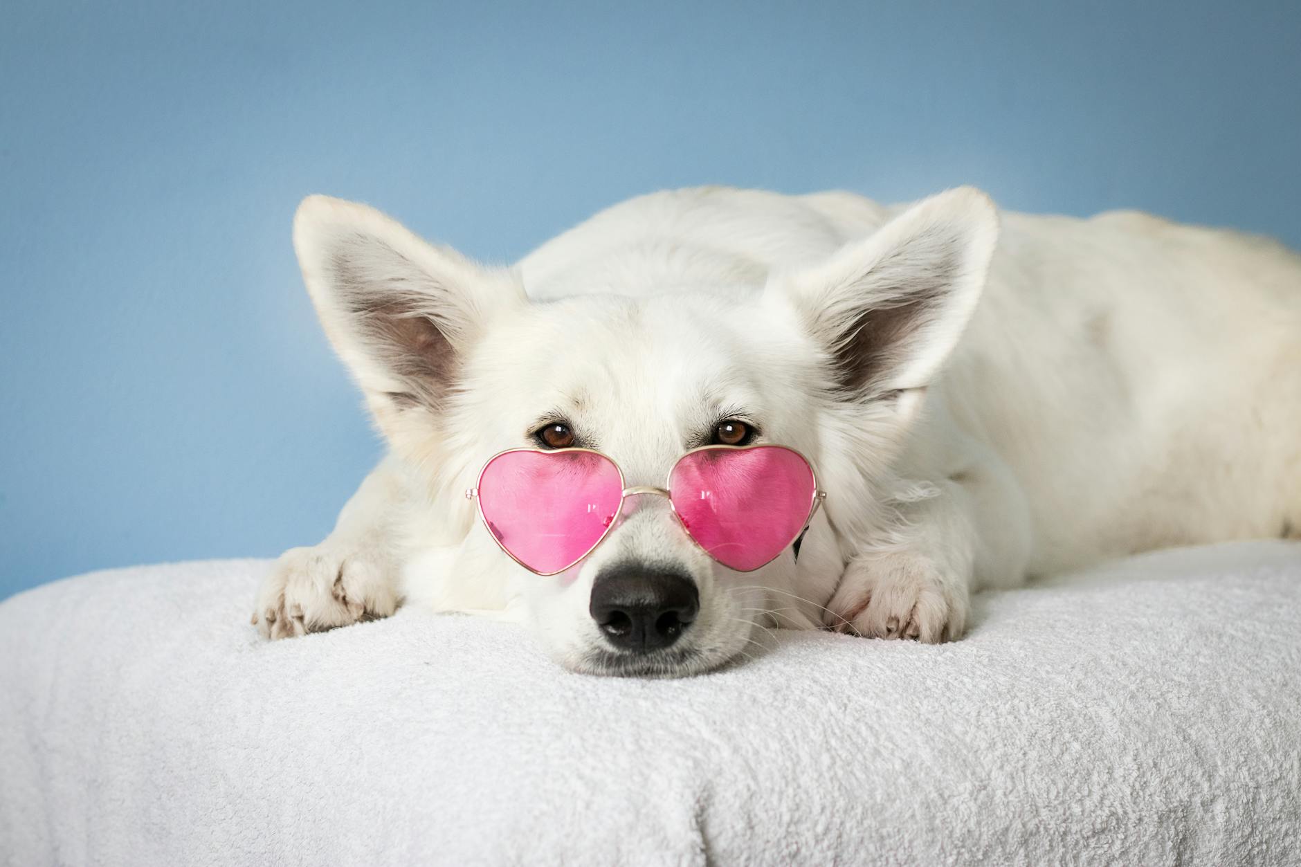 20 Stunning White Dog Breeds That Will Brighten Your Life Discover unique snowy companions that bring joy, charm, and endless affection daily.