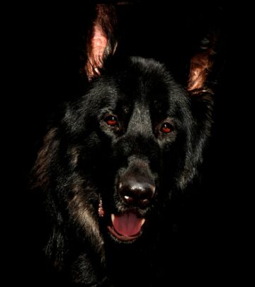 25 Popular Black Dog Breeds: Unique Pups with Striking Dark Coats