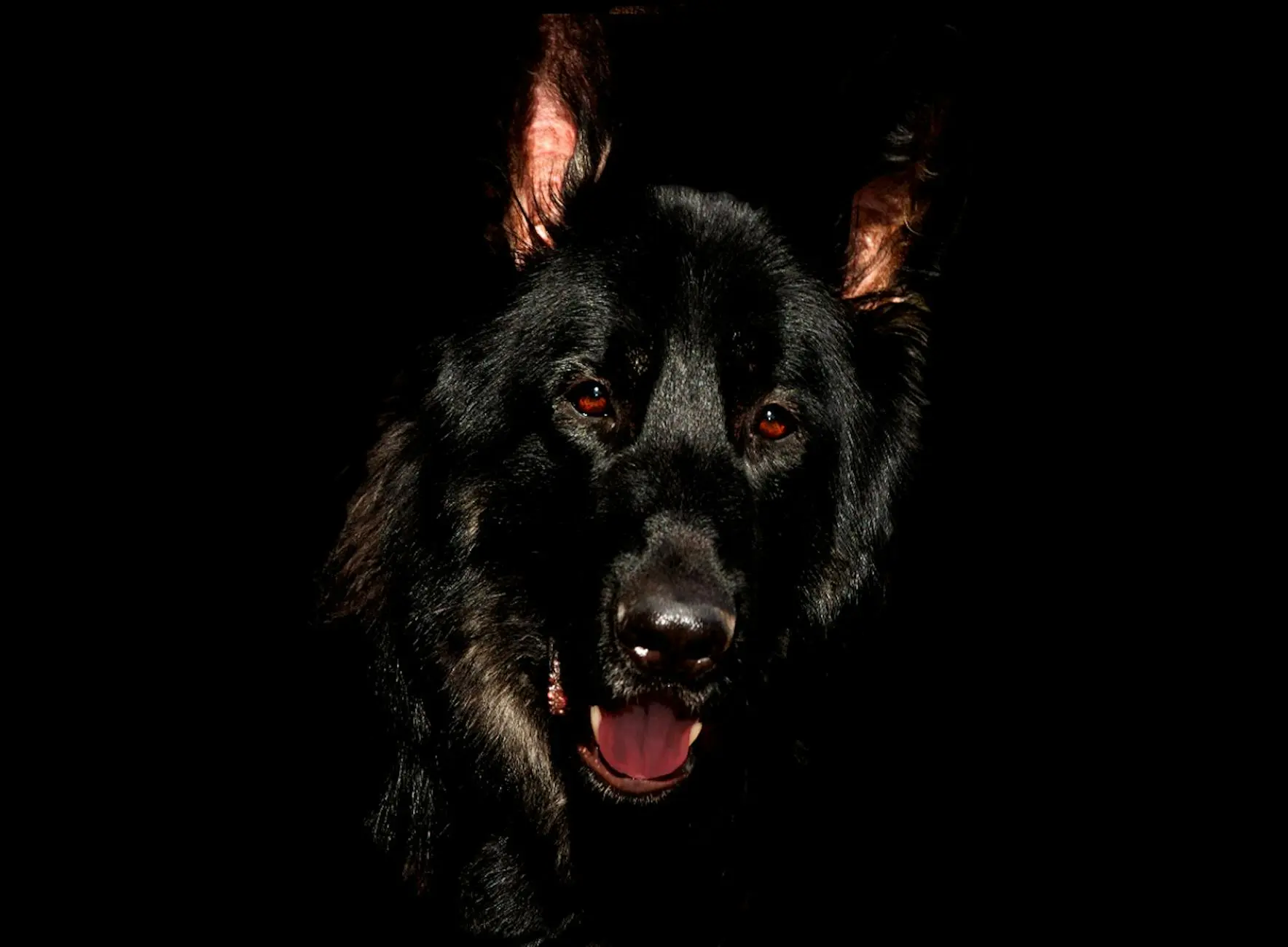 Discover amazing canine companions boasting sleek ebony fur and captivating personalities.