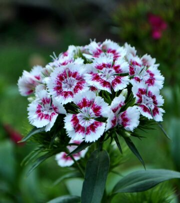 Dianthus: How to Grow and Care for These Charming Flowers
