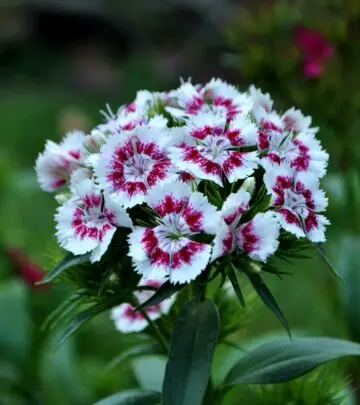 Discover expert tips to nurture vibrant blooms and transform your garden into a floral paradise.