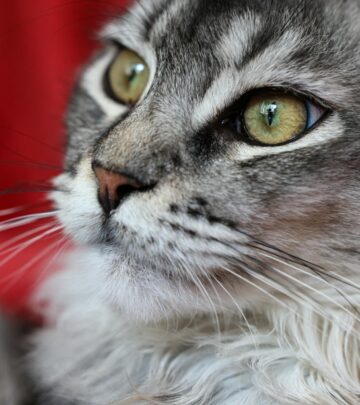 Siberian Cat: Breed Characteristics, Care & History