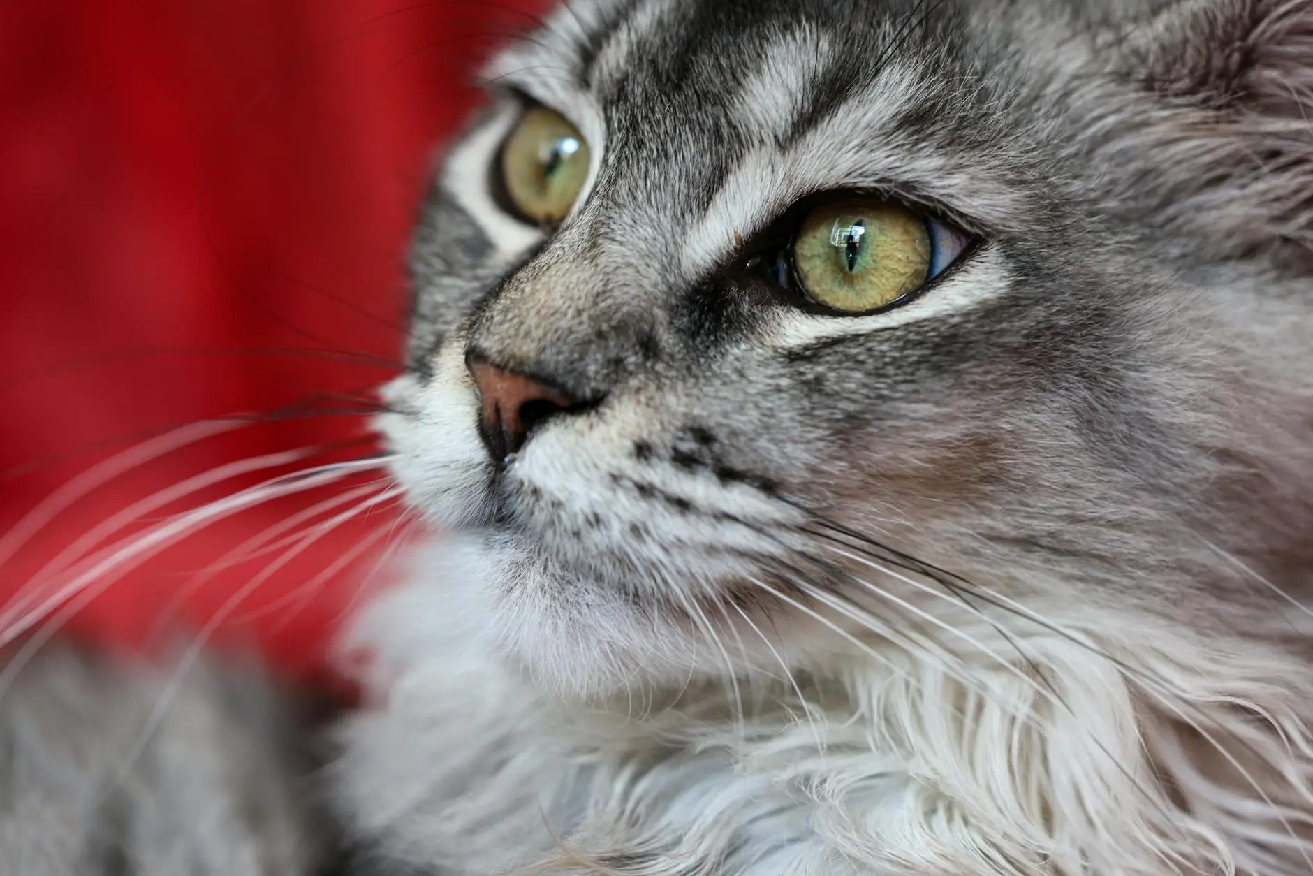 Siberian Cat Breed: Essential Guide To Temperament & Care Discover unique traits, grooming tips, and fascinating origins of this royal feline breed!