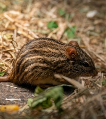 Does Peppermint Oil Control Mice? How to Use It Right
