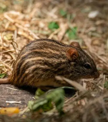 Discover natural ways to repel rodents effectively with safe and simple essential oil tricks.