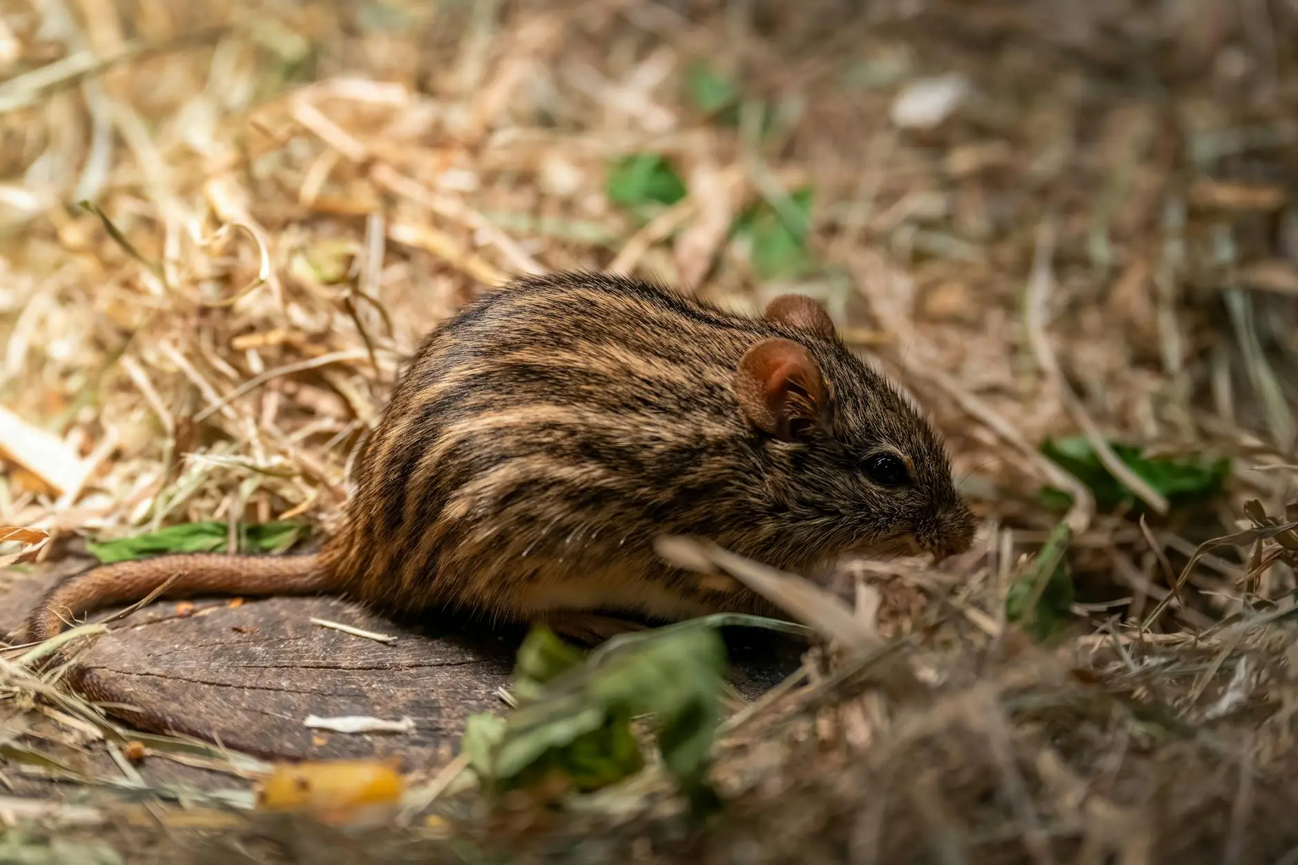 Peppermint Oil For Mice: 5-Step Guide To Deter Rodents Discover natural ways to repel rodents effectively with safe and simple essential oil tricks.