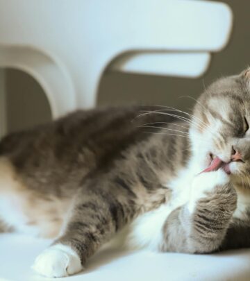 The 8 Best Cat Stain and Odor Removers for a Fresh, Clean Home