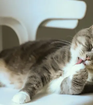 Eliminate pet messes effortlessly with top solutions to keep your living space spotless.