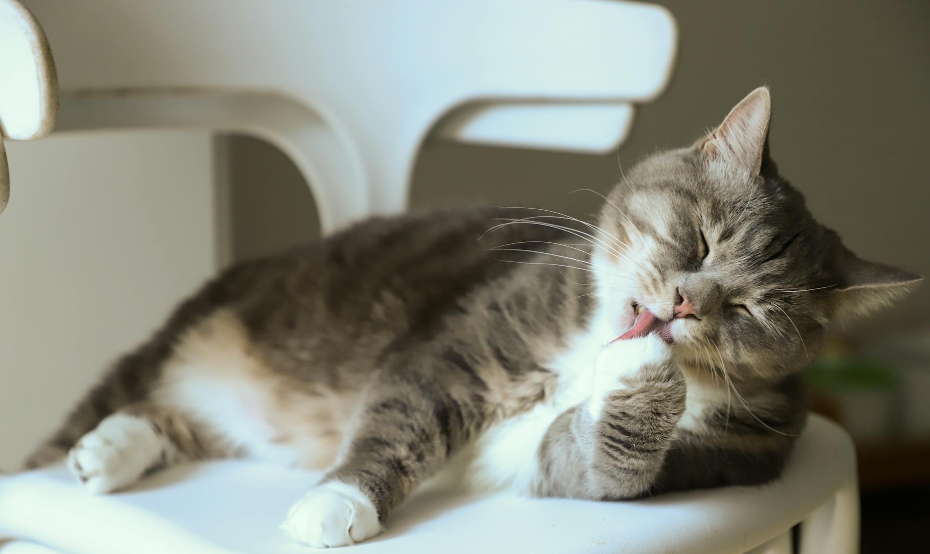 The 8 Best Cat Stain and Odor Removers for a Fresh, Clean Home Eliminate pet messes effortlessly with top solutions to keep your living space spotless.