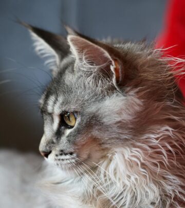 Cat Breeds with Big Ears