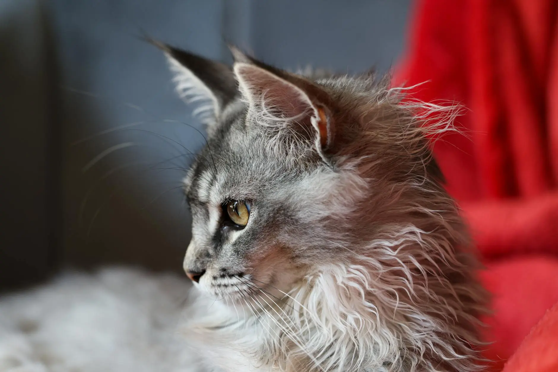 Cat Breeds With Big Ears: 4 Top Picks And Care Tips Discover unique feline friends featuring oversized ear charms and exceptional traits today!