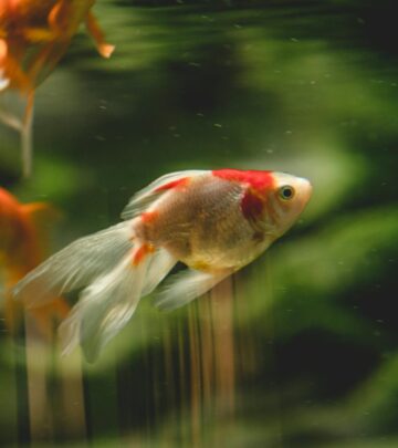 13 Types of Goldfish: From Comets to Fantails