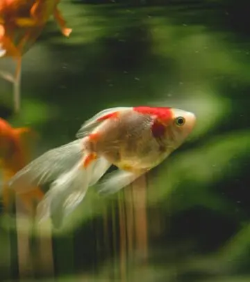 Discover the beautiful diversity of goldfish breeds and learn how to care for each variety for a thriving aquarium.