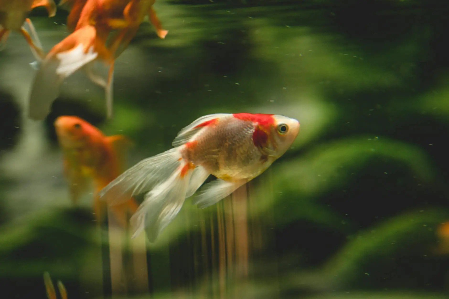 Types Of Goldfish: 13 Stunning Varieties And Care Tips Discover the beautiful diversity of goldfish breeds and learn how to care for each variety for a thriving aquarium.