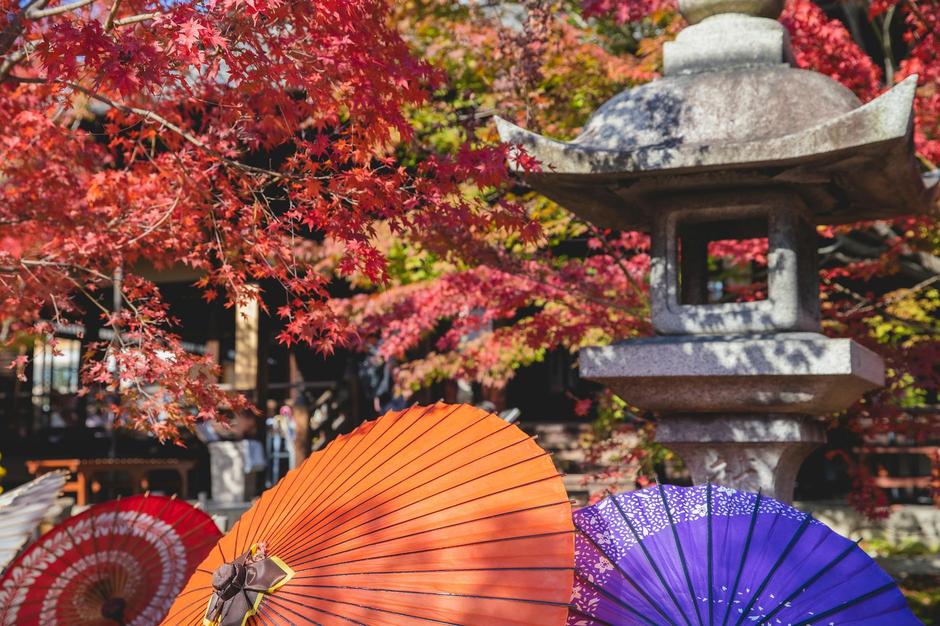 Japanese Maple Trees: A Complete Guide to Growing & Care Discover the enchanting beauty and versatility of Japanese maples for your landscape