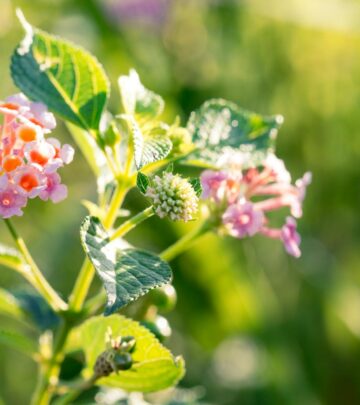 Lantana Plants: Complete Guide to Growing & Care