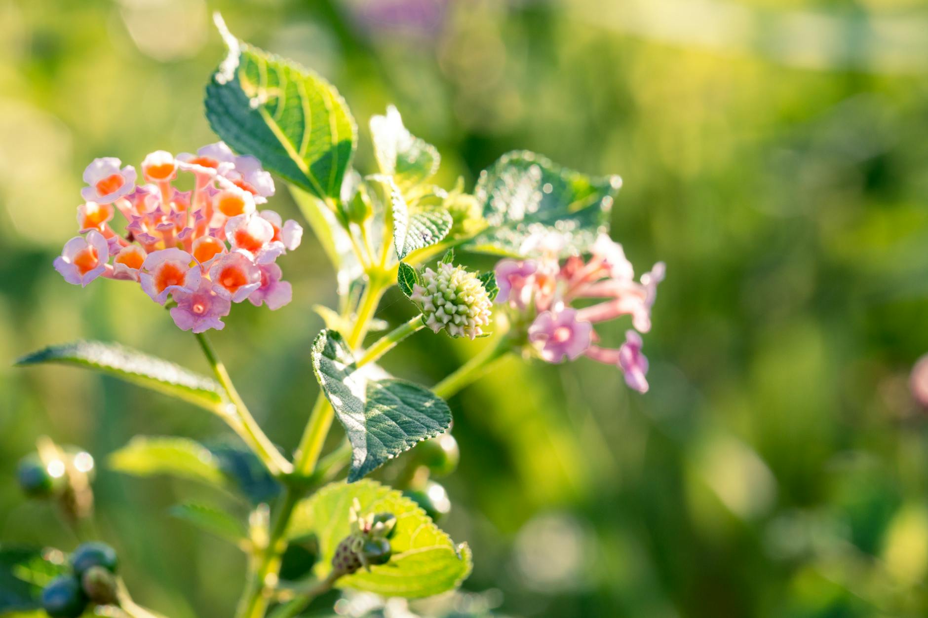 Lantana Plants: Complete Guide to Growing & Care Discover how to grow vibrant lantana plants for non-stop color from spring through fall