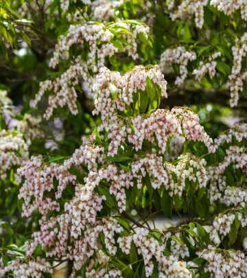 Japanese Pieris: A Complete Guide to Year-Round Color and Care