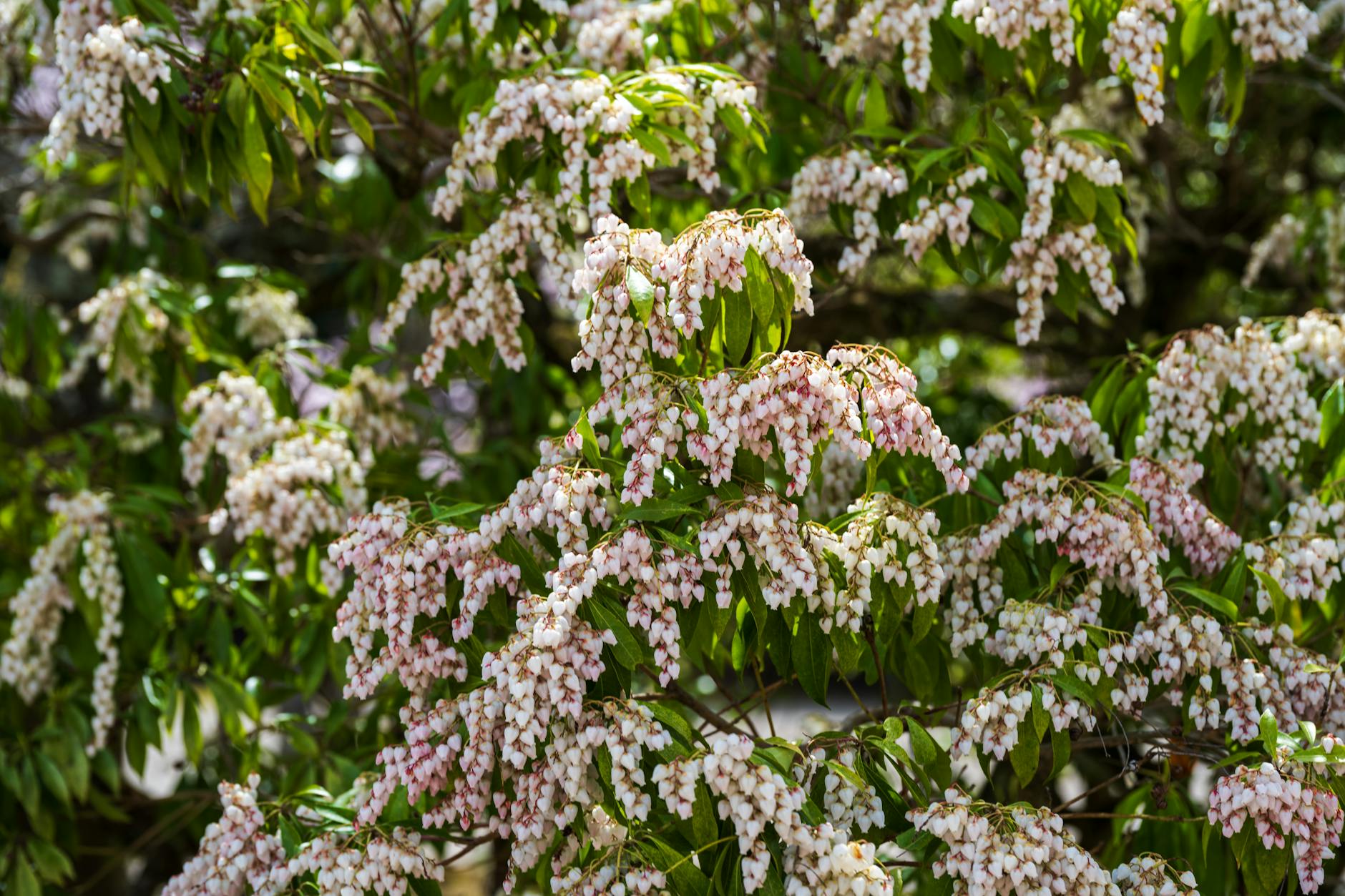 Japanese Pieris: A Complete Guide to Year-Round Color and Care Discover the beauty, planting advice, care tips, and top varieties of Japanese Pieris for dynamic, all-season landscapes.