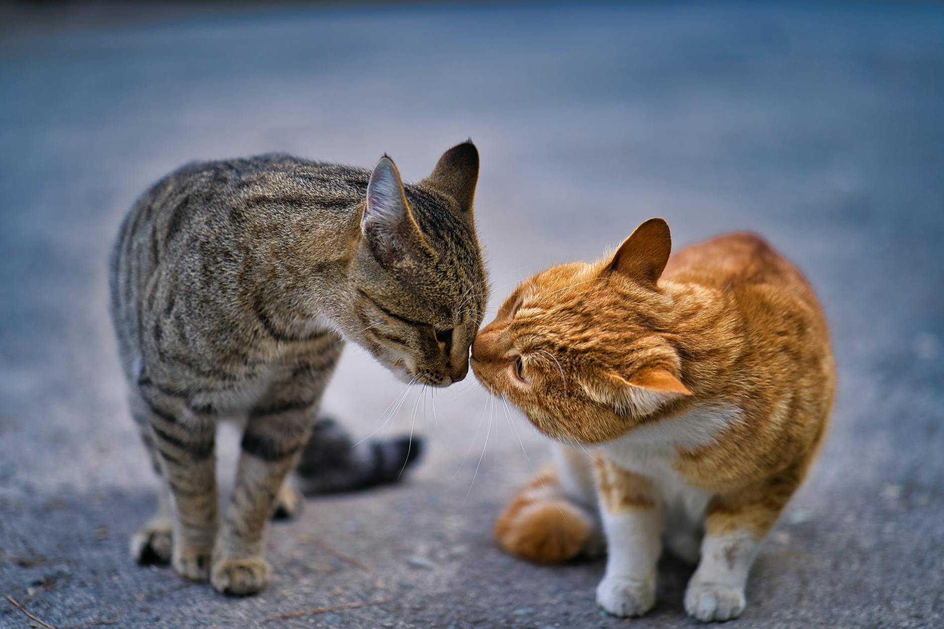 Persian Cats: The Elegant Companions—A Comprehensive Guide Discover the history, temperament, care requirements, and fascinating features of the regal Persian cat—the world’s favorite long-haired feline.