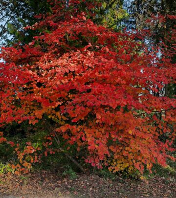 Eastern Redbud Tree: A Guide to Growth, Care & Landscape Beauty