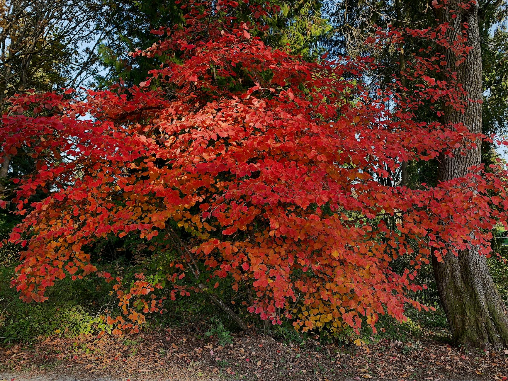 Eastern Redbud Tree: A Guide to Growth, Care & Landscape Beauty Discover the year-round appeal, cultivation tips, and top varieties of the captivating Eastern Redbud tree for your garden.