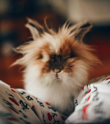 Popular Rabbit Breeds: Complete Guide to Domestic Bunnies
