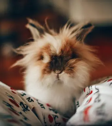 Discover the diverse world of domestic rabbit breeds and find your perfect bunny companion