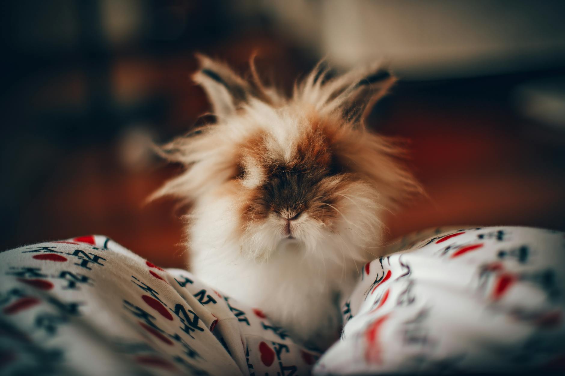 Popular Rabbit Breeds: Complete Guide to Domestic Bunnies Discover the diverse world of domestic rabbit breeds and find your perfect bunny companion