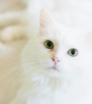 White Cat Breeds: Elegant Felines Every Cat Lover Should Know