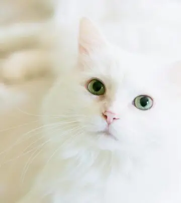 Discover the beauty, unique characteristics, and care needs of stunning white feline companions