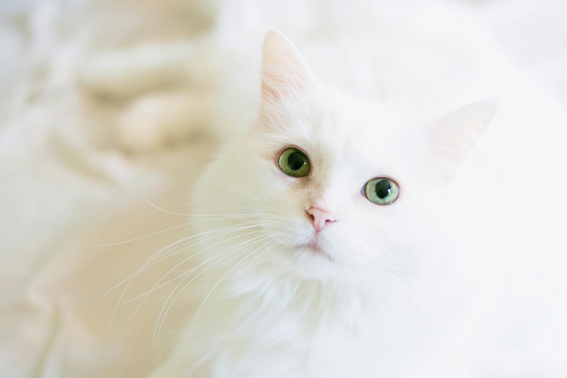 White Cat Breeds: Elegant Felines Every Cat Lover Should Know Discover the beauty, unique characteristics, and care needs of stunning white feline companions