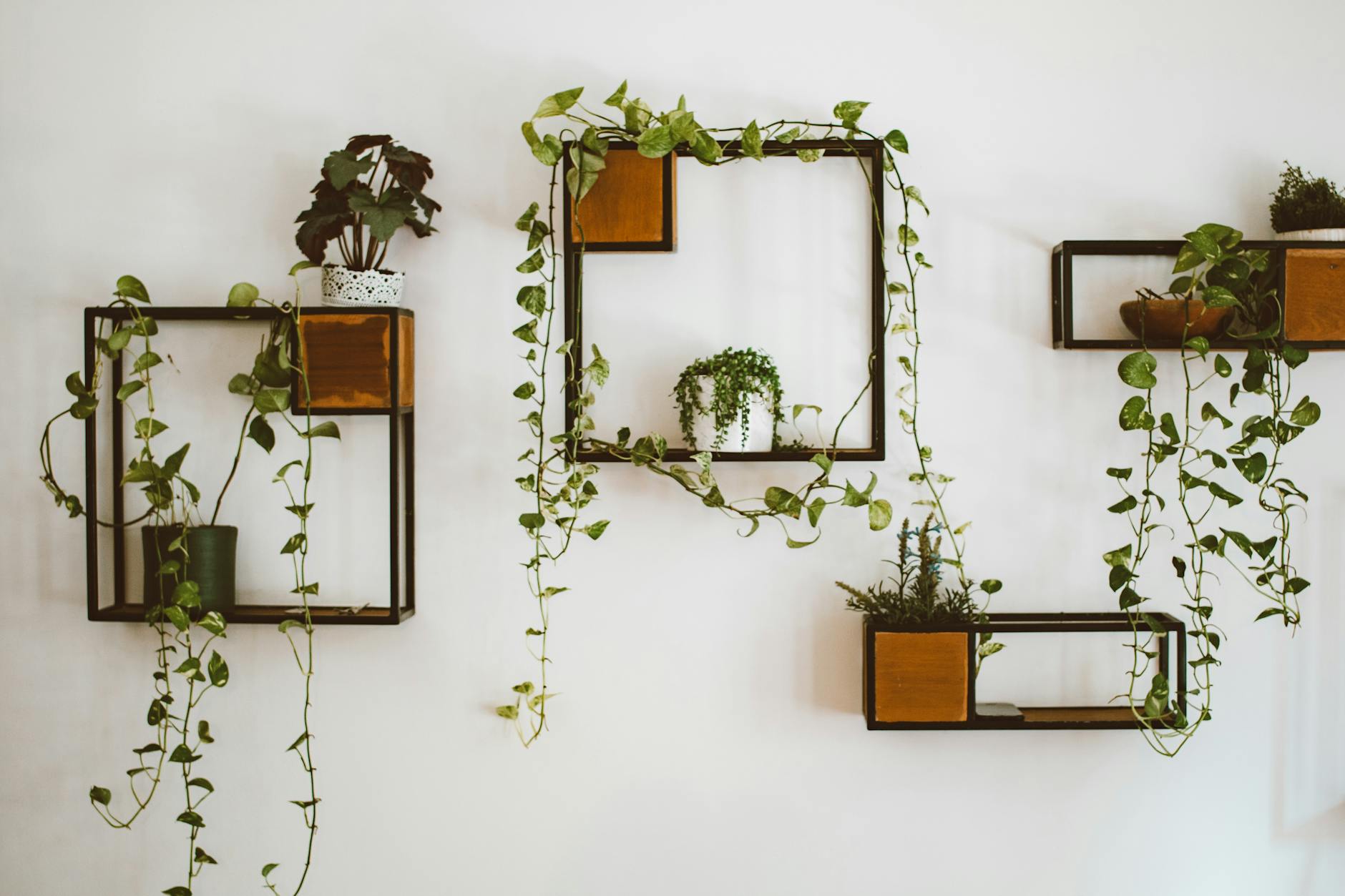 Pothos Plants: The Ultimate Care Guide for This Easy Houseplant Learn everything about growing and maintaining these versatile, beautiful vining plants in your home