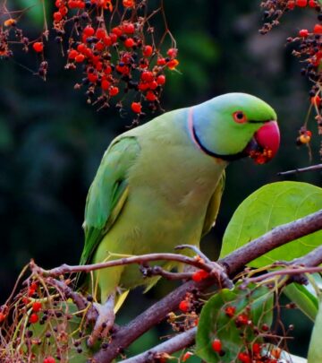 Fascinating Facts About Budgies: A Comprehensive Guide to the Beloved Parakeet