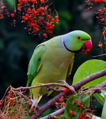 Uncover the charming world of budgies—discover their history, care needs, personality, and why they are beloved worldwide.