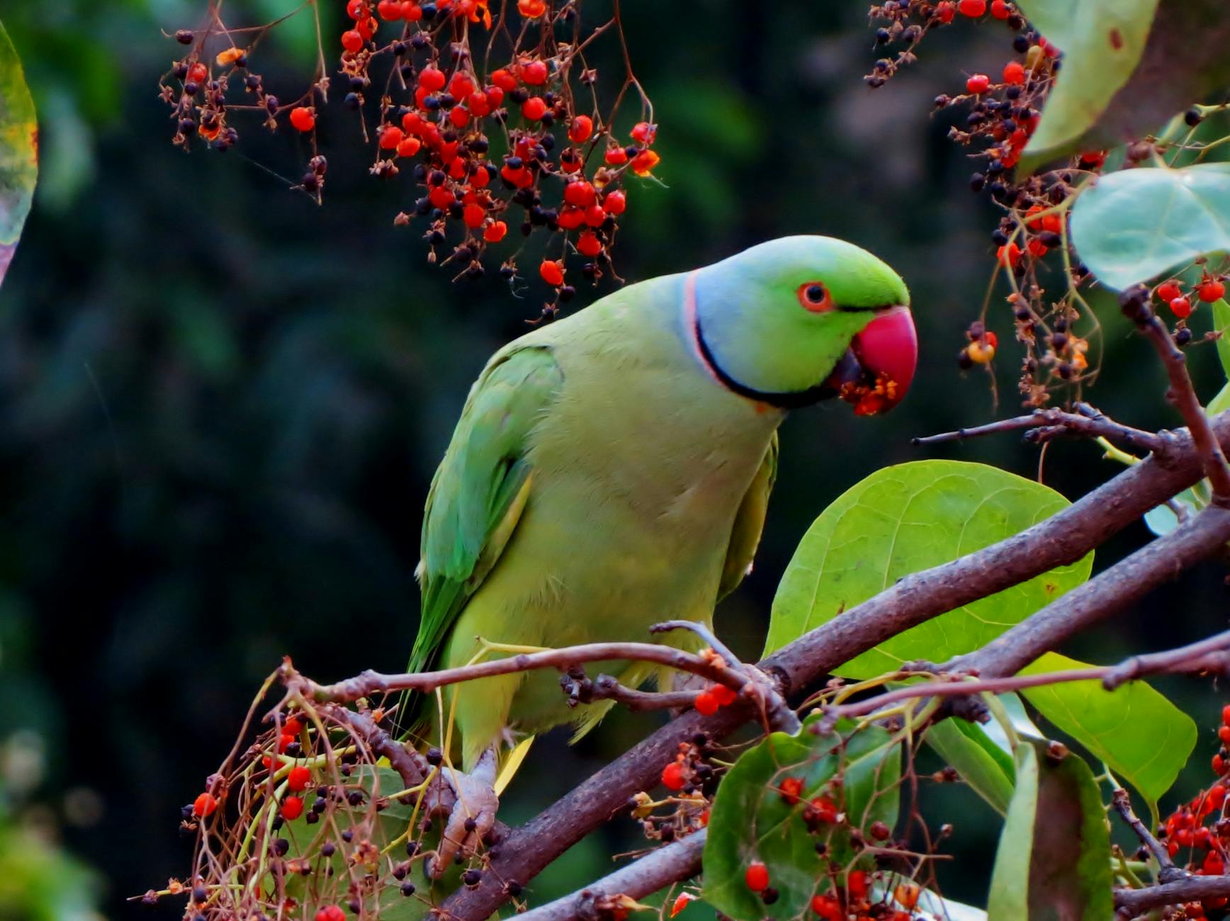 Fascinating Facts About Budgies: A Comprehensive Guide to the Beloved Parakeet Uncover the charming world of budgies—discover their history, care needs, personality, and why they are beloved worldwide.