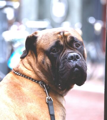 9 Mastiff Breeds That Make Gentle Yet Protective Family Pets