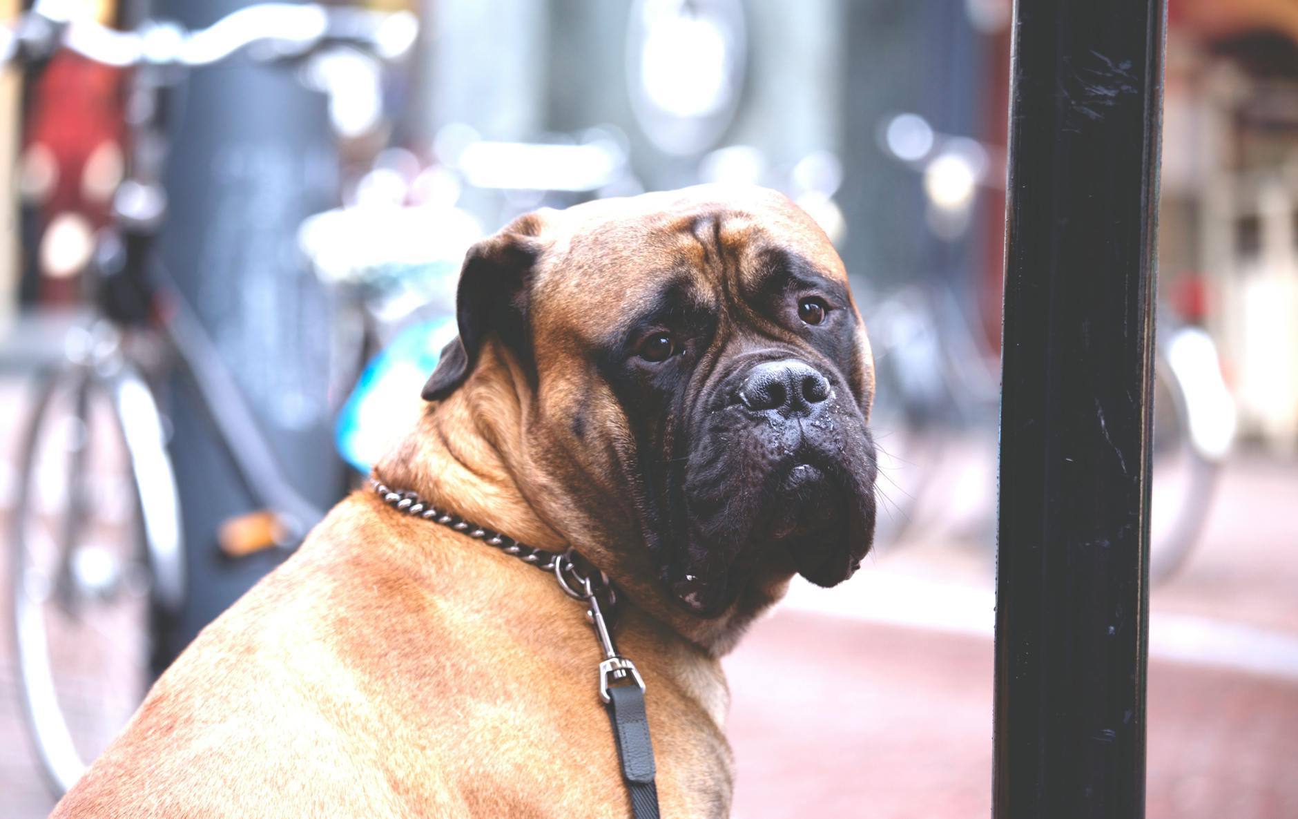9 Mastiff Breeds That Make Gentle Yet Protective Family Pets Discover the gentle giants of the dog world: mastiffs that combine size with loyalty and protection