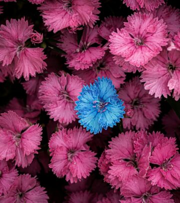 Dianthus Plants: The Ultimate Growing and Care Guide