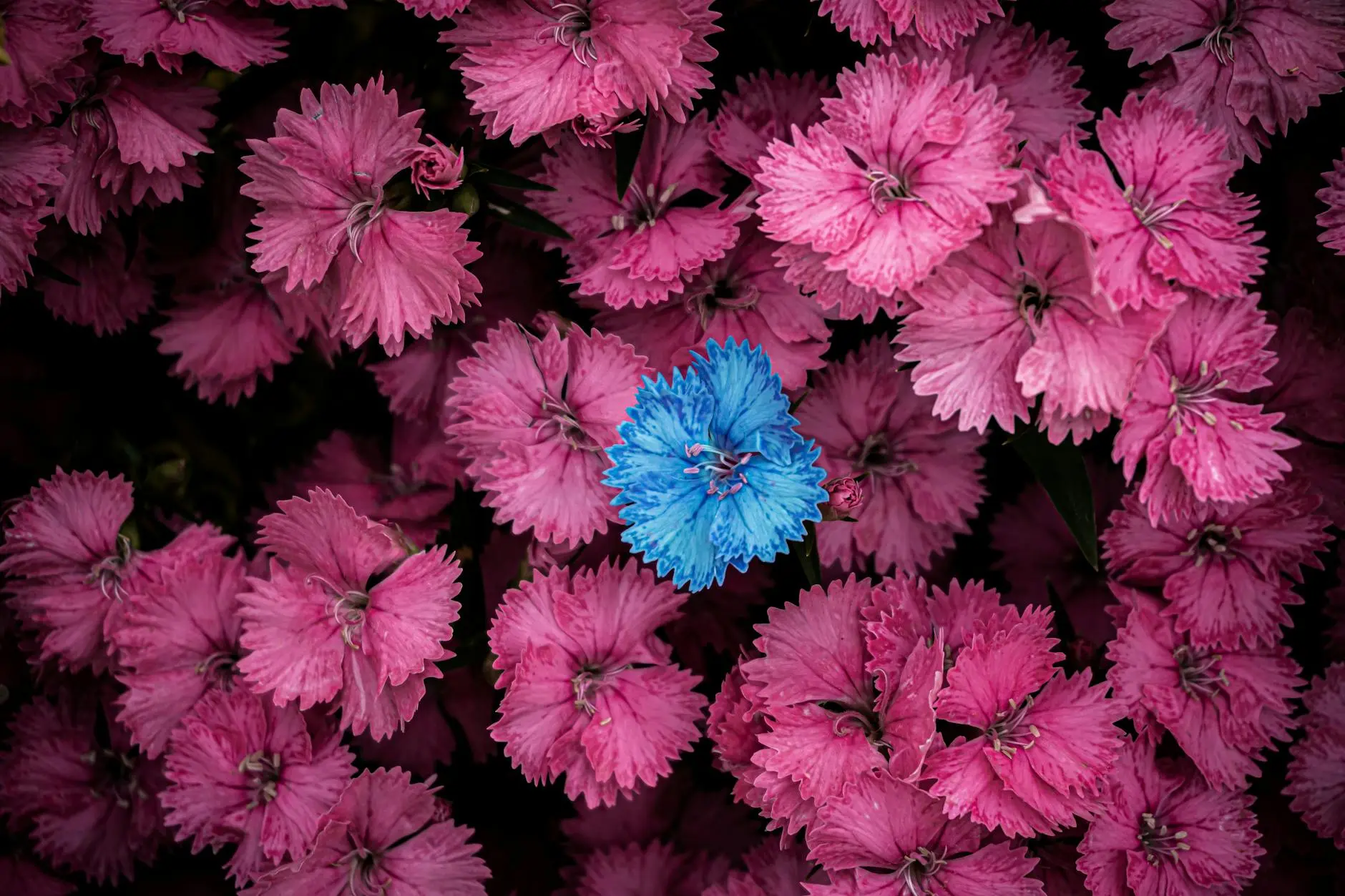 Dianthus Plants: The Ultimate Growing and Care Guide Discover how to successfully grow and care for these colorful, fragrant perennials that add charm to any garden landscape
