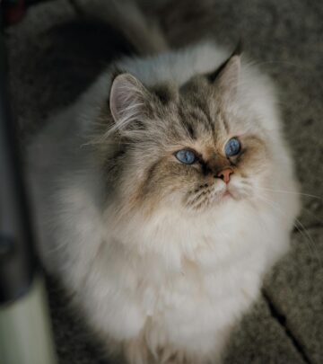Himalayan Cat Breed Profile: Characteristics, Personality & Care